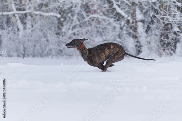 Obraz gestromter spanischer Windhund rennt durch Schnee