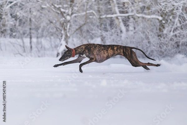 Obraz gestromter spanischer Windhund rennt durch Schnee