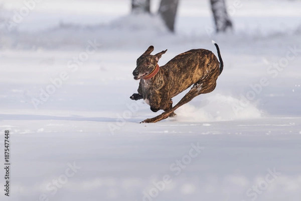 Obraz gestromter spanischer Windhund rennt durch Schnee
