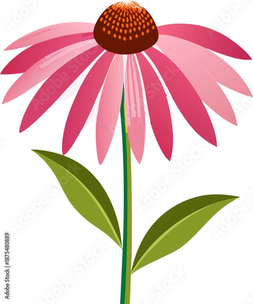 Obraz Prairie Coneflower