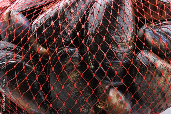 Obraz fresh organic mussel in a red net