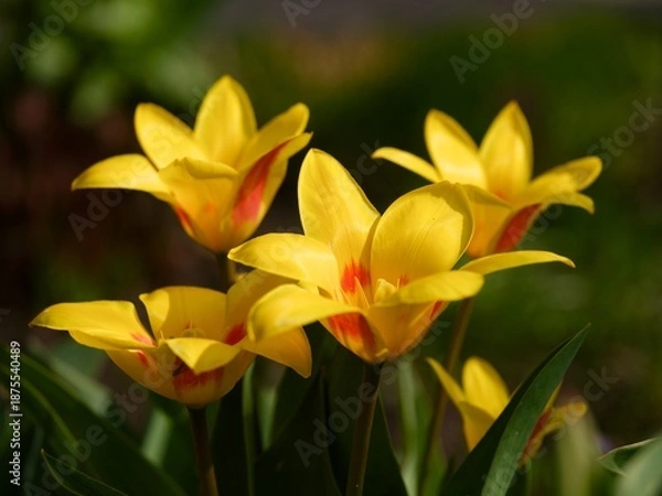 Obraz Yellow tulips flowering outdoors. Close-up