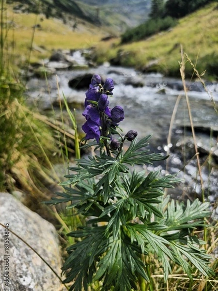 Obraz flowers in the forest