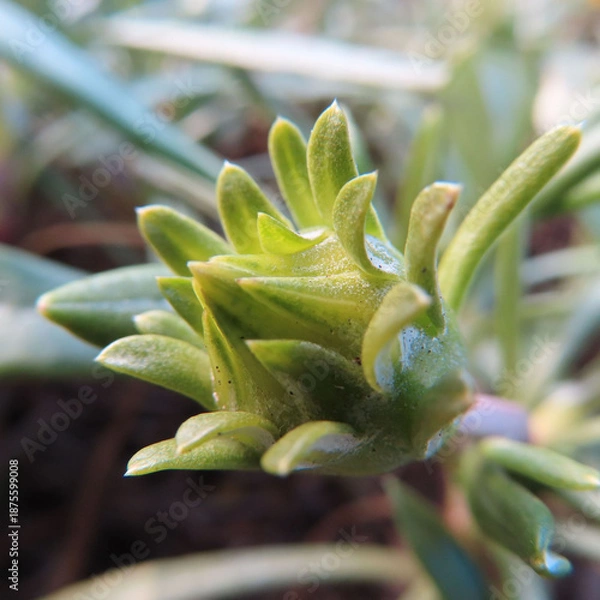 Obraz 日本で冬にガザニアが黄色い花を咲かせています