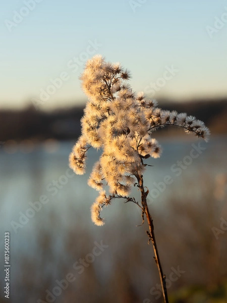 Obraz Pflanze im Abendrot
