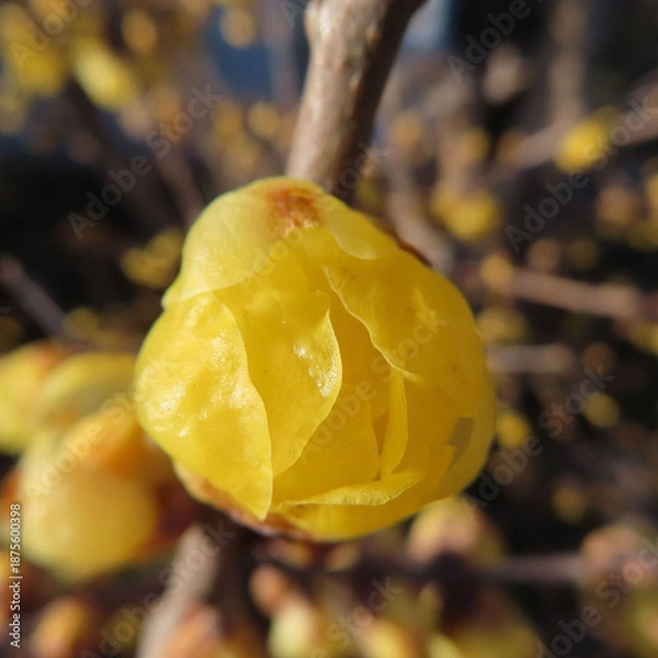 Obraz 日本で冬にロウバイが黄色い花を咲かせています