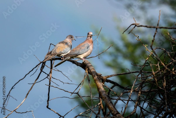 Obraz Tourterelles maillées 