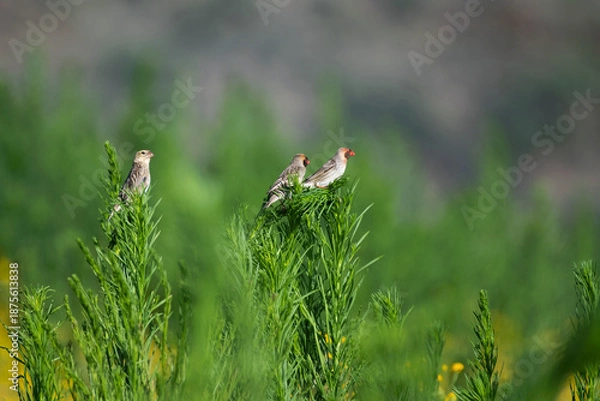 Obraz Travailleurs à bec rouge