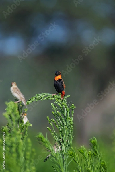 Obraz Euplecte ignicolore et travailleurs à bec rouge