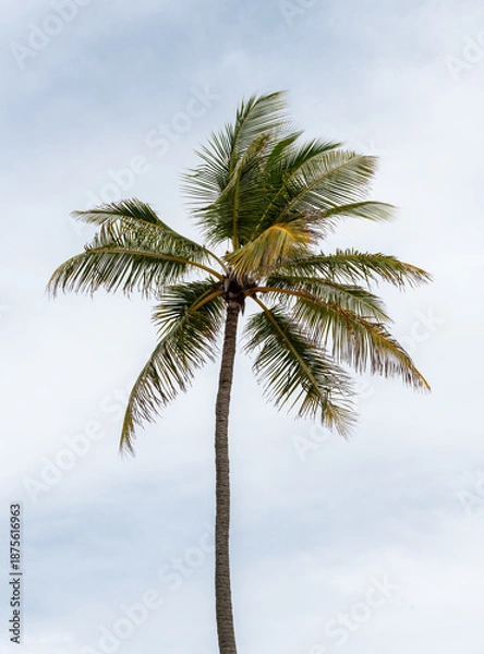 Obraz coconut palm tree