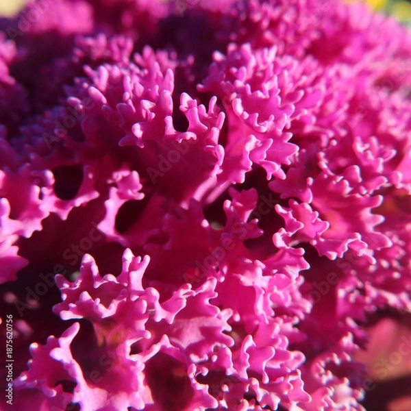 Obraz 日本で冬にハボタンが紫色の葉を広げています