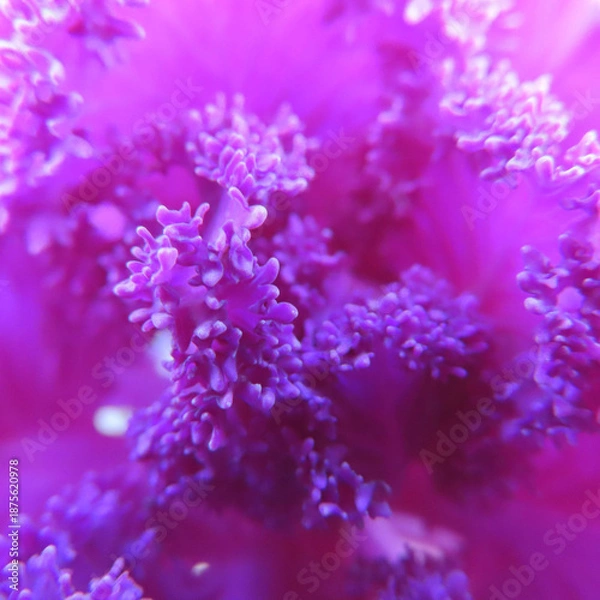 Obraz 日本で冬にハボタンが紫色の葉を広げています