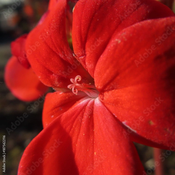 Obraz 日本で冬にゼラニウムが赤い花をさかせ、葉が紅葉しています