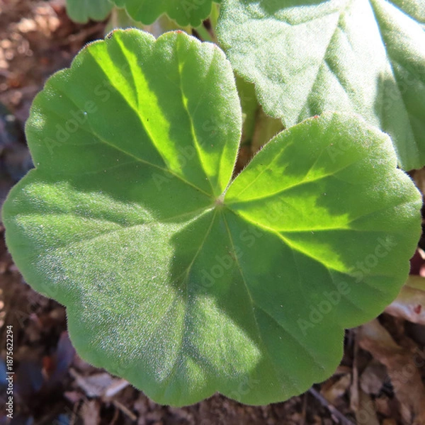 Obraz 日本で冬にゼラニウムが赤い花をさかせ、葉が紅葉しています