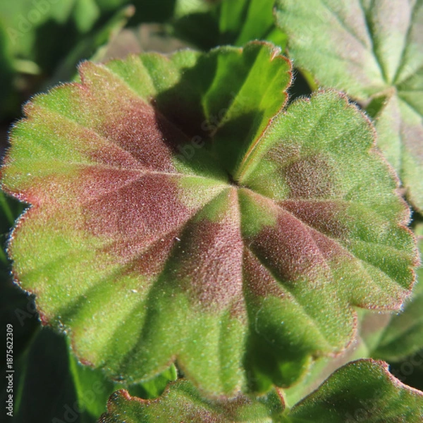 Obraz 日本で冬にゼラニウムが赤い花をさかせ、葉が紅葉しています