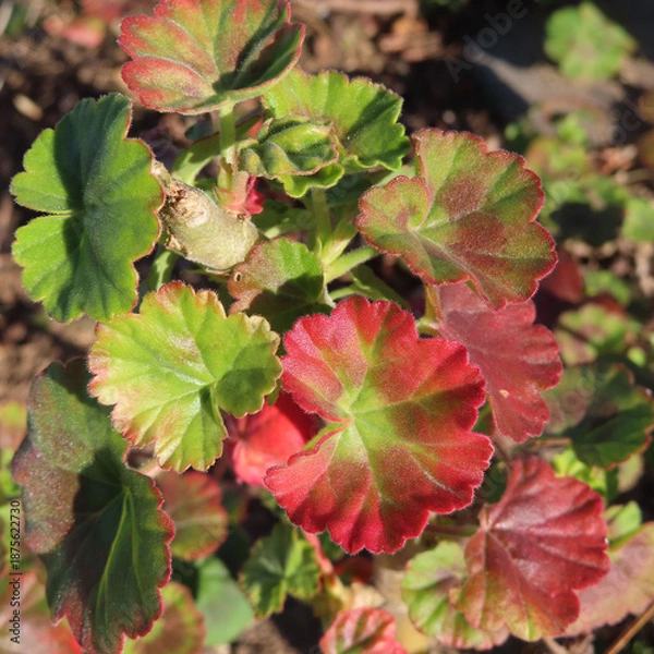 Obraz 日本で冬にゼラニウムが赤い花をさかせ、葉が紅葉しています