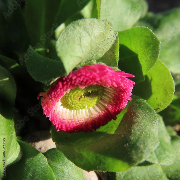 Obraz 日本で冬にデイジーが赤い花を咲かせています