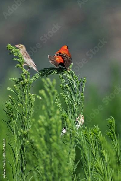 Obraz Euplecte ignicolore et travailleurs à bec rouge