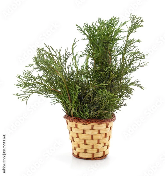Obraz Green juniper branches in a small basket.