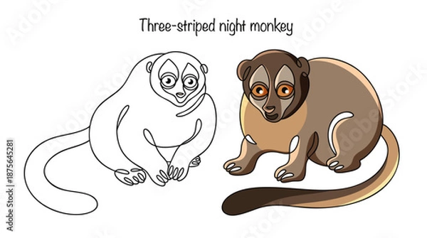 Obraz Three-striped night monkey