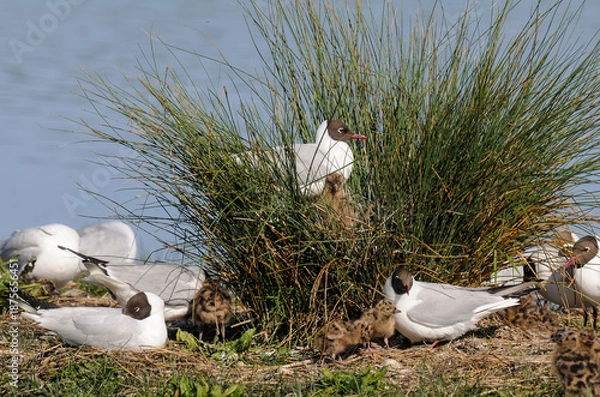 Obraz Mouette rieuse
