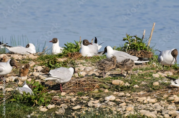 Obraz Mouette rieuse