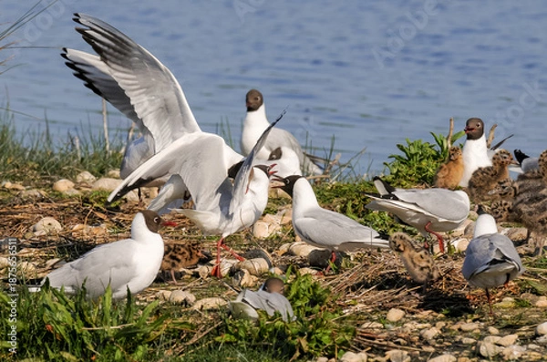 Obraz Mouette rieuse
