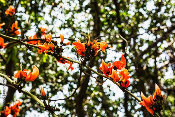 Fototapeta Palash flower