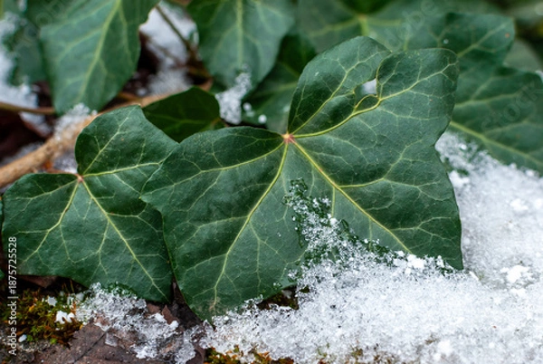 Obraz Efeu mit Schnee