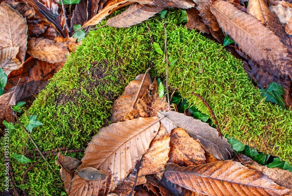 Obraz Totholz mit Moosbewuchs