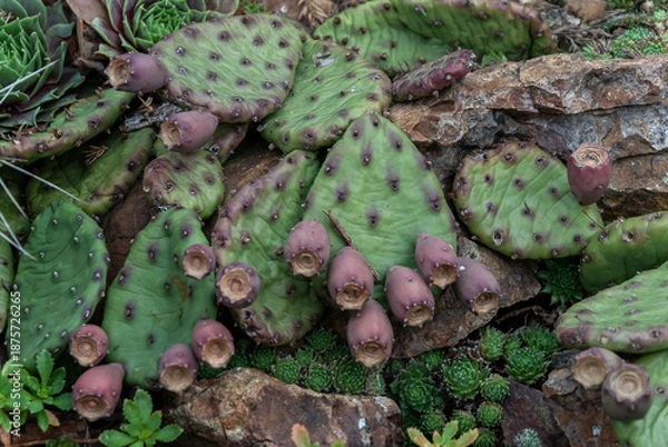 Obraz Winterharter Kaktus