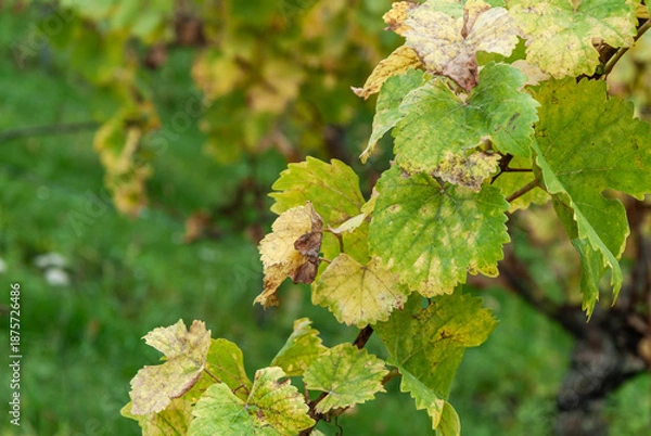 Obraz Weinblätter mit beginnender Herbstfärbung