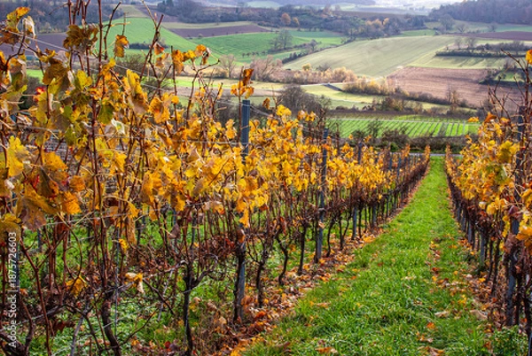 Obraz Herbstlicher Weinberg