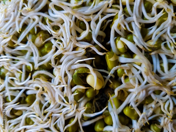 Fototapeta Sprouted Moong Dal Mountain on a Plate