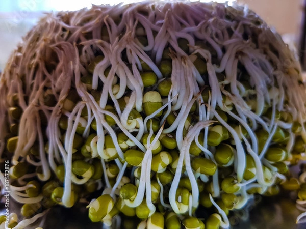 Fototapeta Sprouted Moong Dal Mountain on a Plate