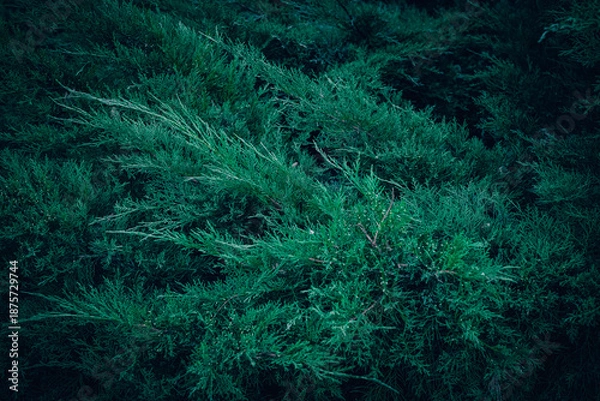 Fototapeta Dark green Juniper bush branches pattern texture