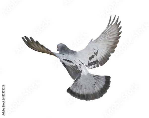 Fototapeta Pigeon flying isolated on white background