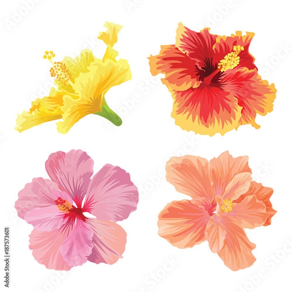 Fototapeta Beautifu hibiscus syriacus flowers on white background. Vector set of blooming tropical floral for wedding invitations and greeting card design.
