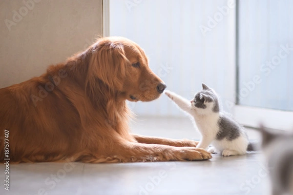 Fototapeta Golden retriever i kociak