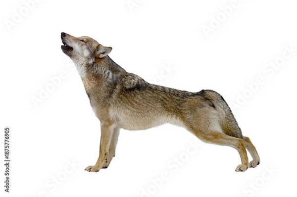Obraz howling gray wolf isolated on background