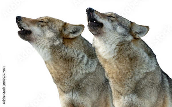 Obraz Two gray howling wolves isolated on white background