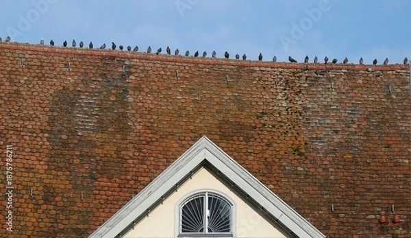 Obraz Tauben auf dem Dach
