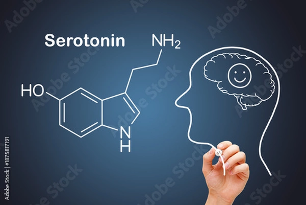 Obraz Serotonin Chemical Structure Human Head Concept
