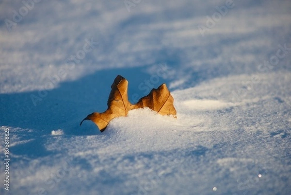 Obraz Blatt in der Schneewehe