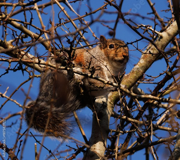 Obraz squirrel in tree 