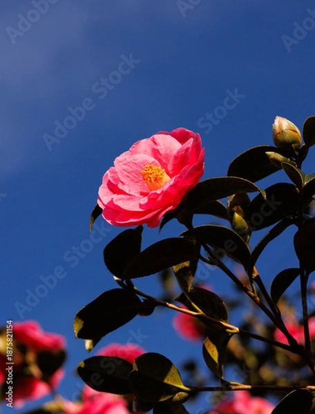 Obraz red rose on blue sky