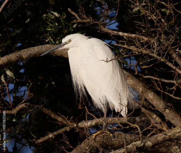 Obraz egret sat in tree 