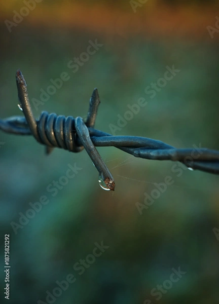 Obraz barbed wire fence