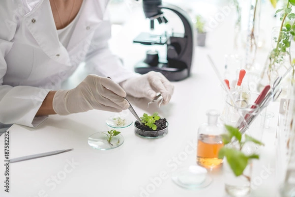Obraz Testing plants in the laboratory