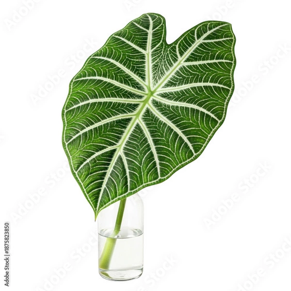 Fototapeta Single leaf in vase